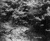 Slope in Forest