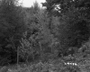 Trees on Forest Slope
