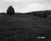 Grassy Meadow