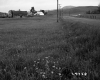 Field by Road