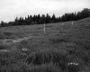 Grass Field