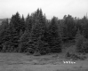 Conifers by Field