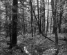 Forest Area