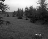 Grass Slope