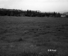 Field and Trees