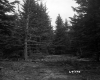 Conifers in Forest