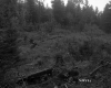 Clearing in Forest