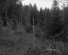 Slope in Forest