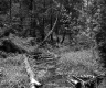 Stream in Forest