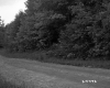 Trees by Dirt Road