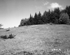 Slope and Trees