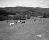 Horses on Hill