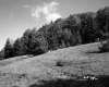 Slope with Grass and Trees