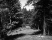 Forested Area