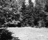 Field by Forest