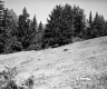 Grass Slope by Forest