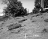 Slope with Wood Poles