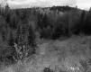 Trees on Mountain