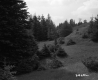 Trees and Grass on Hills