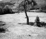 Tree in Field