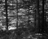 Conifers in Forest