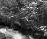 Stream in Forest