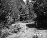 Clearing in Forest
