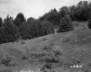 Slope with Grass and Trees