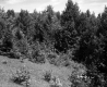 Wooded Slope