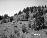 Slope with Grass and Plants
