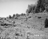 Hill with Plants and Grass