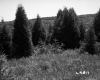 Trees by Meadow