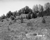 Slope with Plants