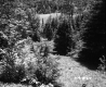 Slope with Trees