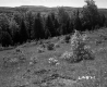 Grass Slope and Wooded Mountains