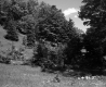 Trees on Slope