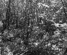 Deciduous Trees in Forest