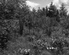 Trees and Plants on Slope