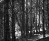 Conifers in Forest