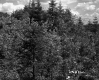 Tree Tops