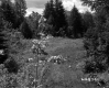 Clearing in Forest