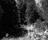 Forest Trail