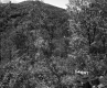 Trees and Mountain