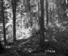 Ferns in Forest
