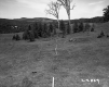 Wood Poles in Meadow