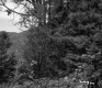 Trees on Slope