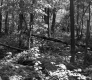 Trees and Plants in Forest