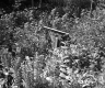 Wooden Wall and Plants