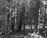 Conifers in Forest