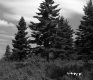 Conifers in Meadow